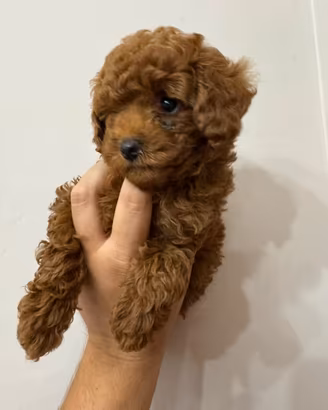 Cuccioli Barboncino toy