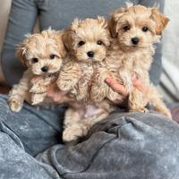 Maltipoo Toy albicocca
