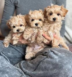 Maltipoo Toy albicocca