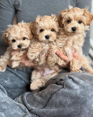 Maltipoo Toy albicocca