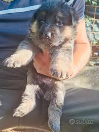 Cuccioli di pastore tedesco