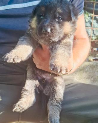 Cuccioli di pastore tedesco