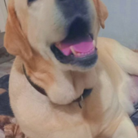 Labrador Femmina