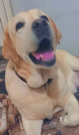 Labrador Femmina