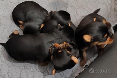 Cuccioli di Yorkshire Terrier