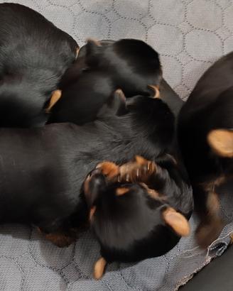 Cuccioli di Yorkshire Terrier