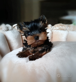 Yorkshire terrier femmina con pedigree