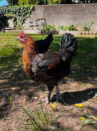 Gallo marans