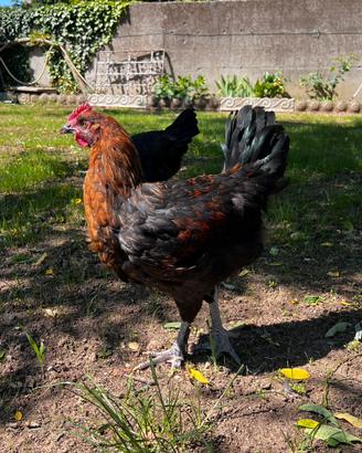 Gallo marans