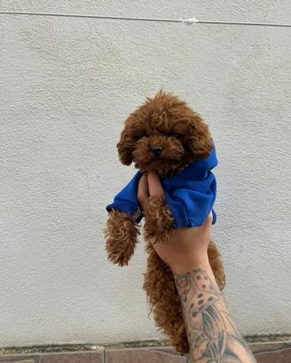 Barboncini teacup e mini toy X monte
