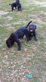 Animali cani cuccioli
