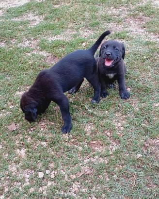 Animali cani cuccioli