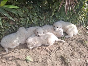 Cucciolo di maremmano
