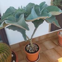 pianta,kalancoe detta orecchie di elefante 