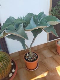 pianta,kalancoe detta orecchie di elefante 