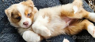 Cuccioli di australian