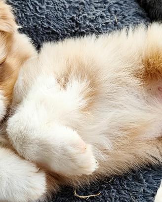 Cuccioli di australian