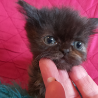 Gatti persiani cincilla