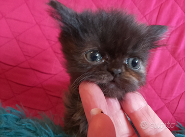 Gatti persiani cincilla