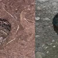 Quaglie di Cina fine 2025