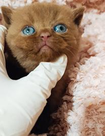British shorthair cinnamon