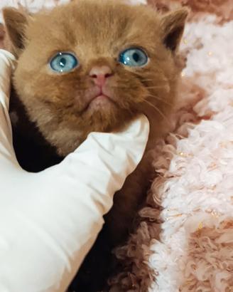 British shorthair cinnamon