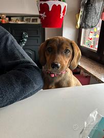 Cucciola meticcia
