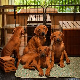 Cuccioli Rhodesian Ridgeback