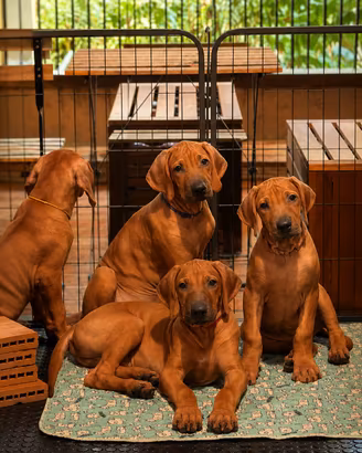 Cuccioli Rhodesian Ridgeback