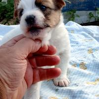 Jack Russell
