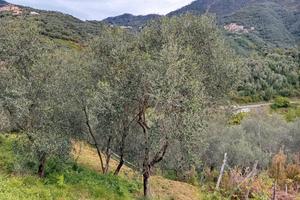 Comprami Uliveto
