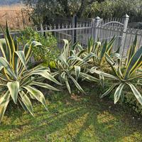 agave americane