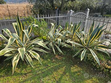 agave americane
