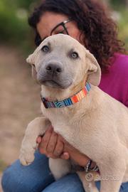 Cucciolo maschio occhi chiari speciale