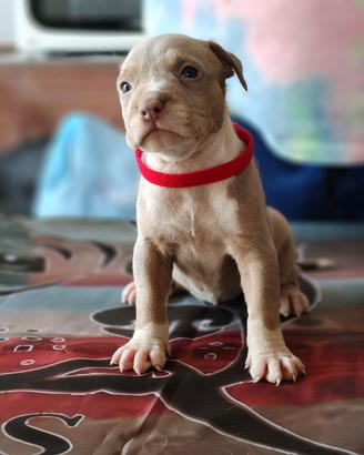 Pitbull 