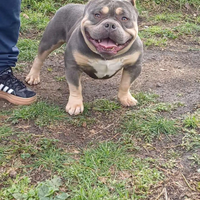 American bully