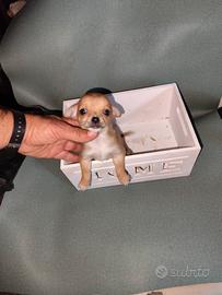 Chihuahua mini toy