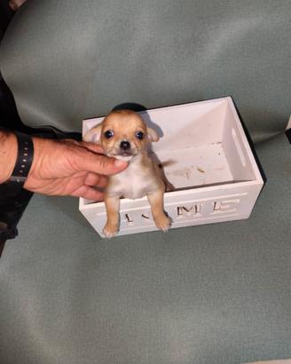 Chihuahua mini toy
