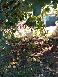 Galli e galline livornesi