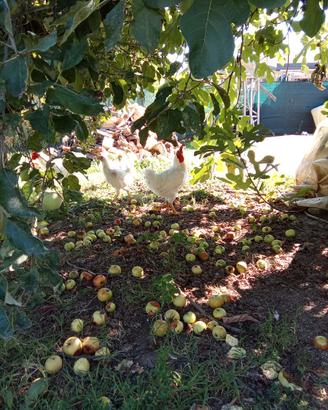 Galli e galline livornesi