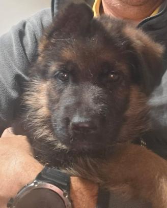 🐾CUCCIOLI DI PASTORE TEDESCO – SANGUE DI CAMPIONI