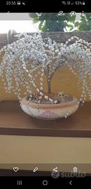 bonsai con perline