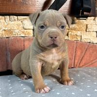 American Bully XL CUCCIOLI