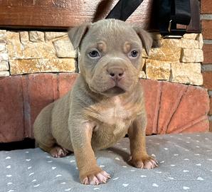 American Bully XL CUCCIOLI