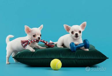 CIP & CIOP - CHIHUAHUA TOY CUCCIOLI pag. agevolato