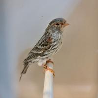 Canarini Agata Femmine