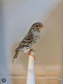 Canarini Agata Femmine