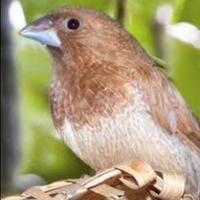 Passeri del giappone