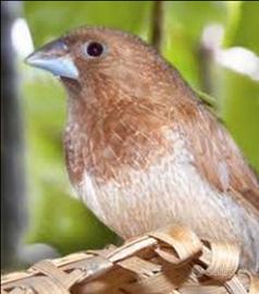 Passeri del giappone