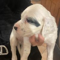 Cuccioli setter inglese